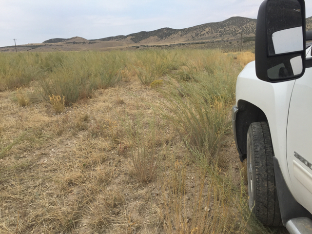 Snowstorm Forage Kochia, Bassia prostrata grisea