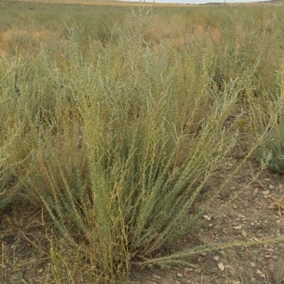 green bush with pointy leave, Snowstorm Forage Kochia, Bassia prostrata grisea. Scientific name: Bassia prostrata