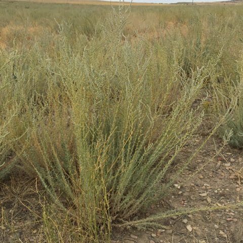 green bush with pointy leave, Snowstorm Forage Kochia, Bassia prostrata grisea. Scientific name: Bassia prostrata