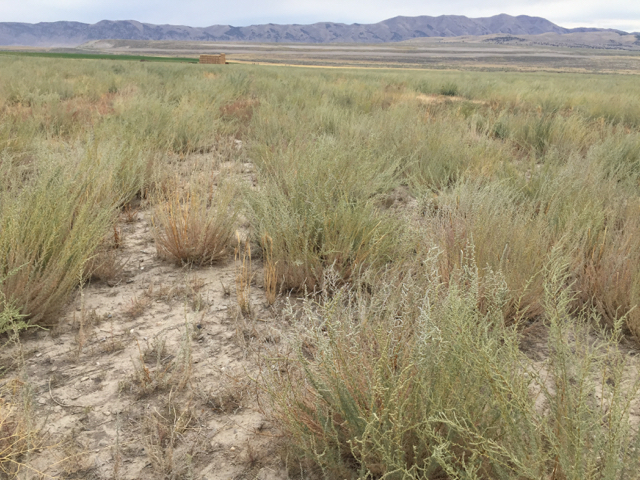 Snowstorm Forage Kochia, Bassia prostrata grisea