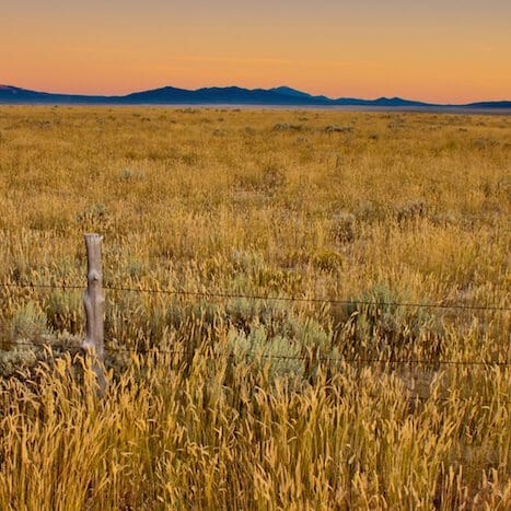 sunsetting of dryland crested wheatgrass rangeland field. Scientific name: Agropyron cristatum