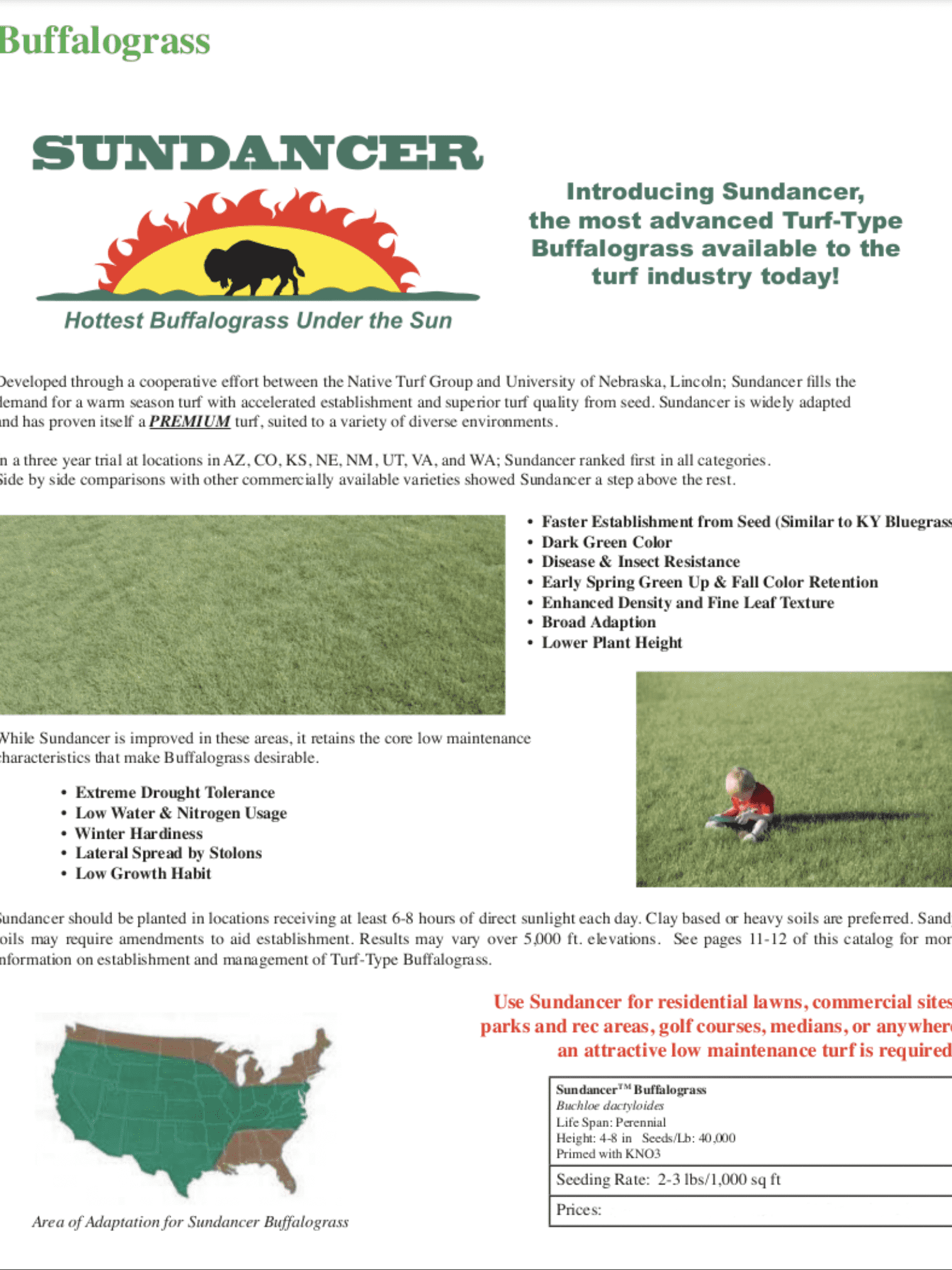 Buffalo Grass Seeds – 1/2LB Bouteloua Dactyloides, Native Low-Maintenance Turf For Drought-Tolerant Lawns