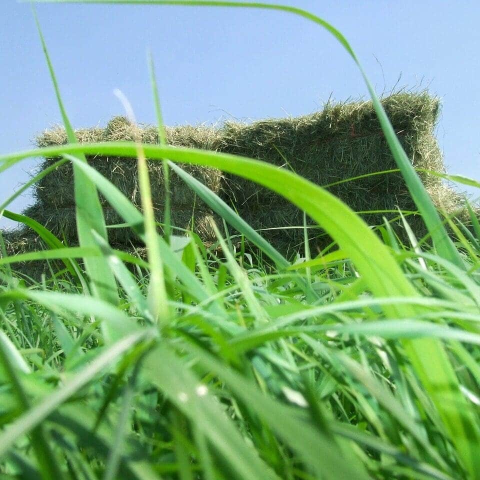 hay barrel sitting on green pasture, Teff Grass. Scientific name: Eragrostis tef