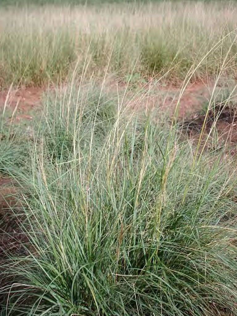 Long thin green stems coming out of the ground like bush. Scientific name: Bouteloua dactyloide