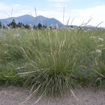 Green Needlegrass