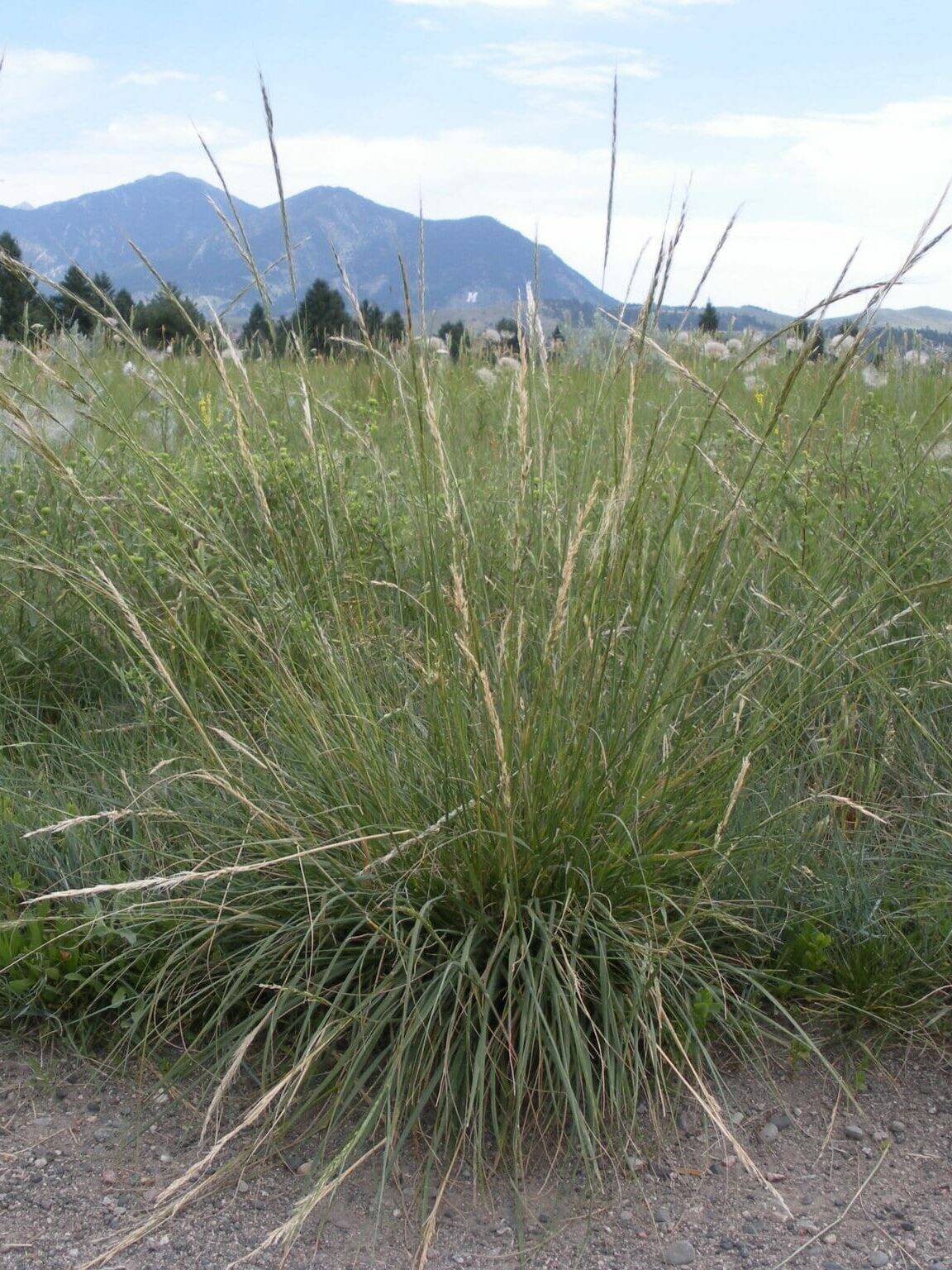 Green Needlegrass