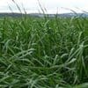 dark green bunchgrass, Italian Ryegrass. Scientific Name: Lolium perenne multiform