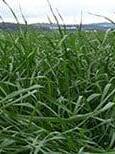 dark green bunchgrass, Italian Ryegrass. Scientific Name: Lolium perenne multiform