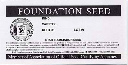 Foundation Seed