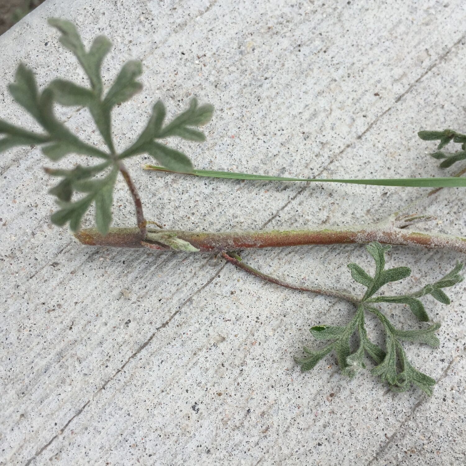 dark green loped and narrow-bladed leaves on branch, Goosberryleaf Globemallow. Scientific name: Sphaeralcia grossularifolia