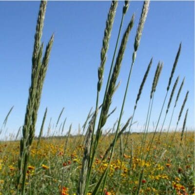 green perennial bunchgrass, Dahurian Wildrye. Scientific name: Elymus dahuricus