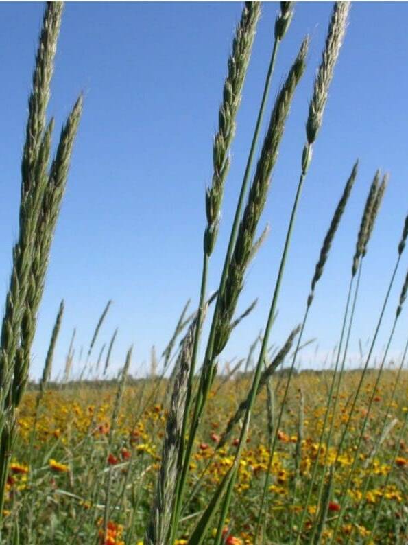 green perennial bunchgrass, Dahurian Wildrye. Scientific name: Elymus dahuricus