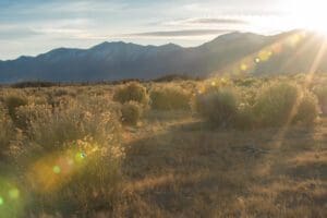 solar farm land restoration