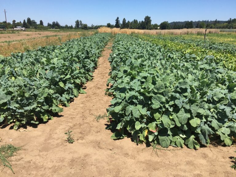 Daikon Radish Great Basin Seed