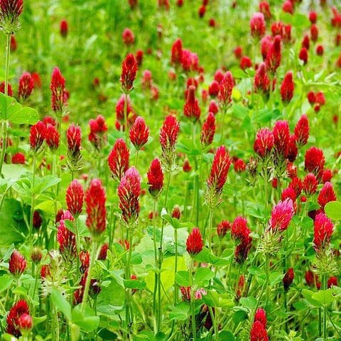 red flower with green round leaves on tall green stems, Crimson clover seed Scientific Name: Trifolium Incarnatum