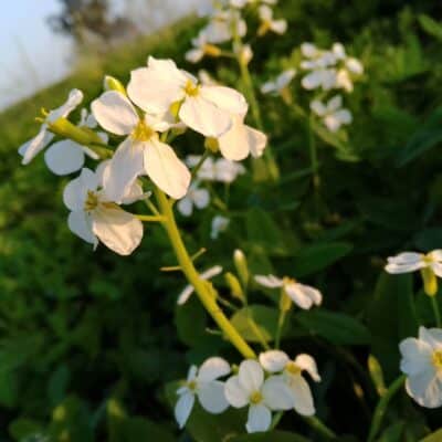White Mustard