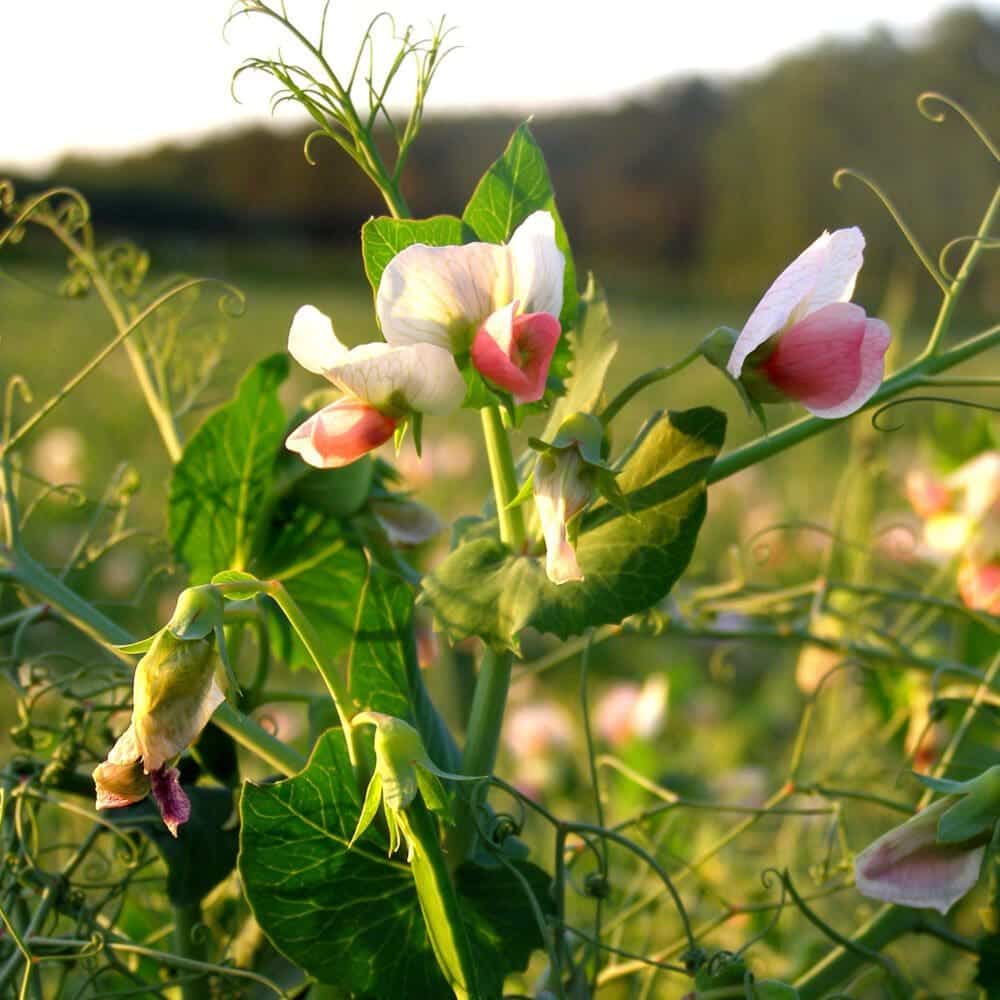Winter Peas Great Basin Seeds