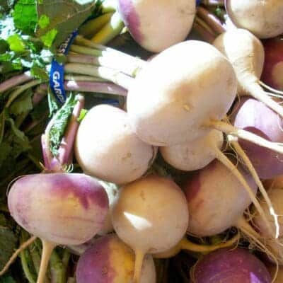close up of white and purple, Purple Top Turnip. Scientific Name: Brassica rapa