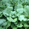 green wavy leave edges of forage kale seed cover crop Scientific name: Brassica oleracea sabellica