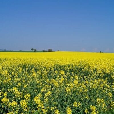 overlooking of yellow flower with green thick tall stems, rapeseed for cover crop, Brassica napus. Scientific name: Brassica napus