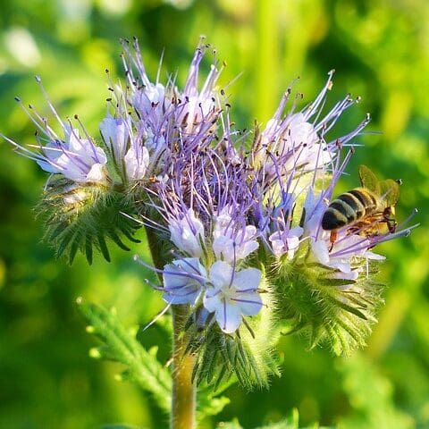 purple flower with green spike leaves with honeybee, phacelia seed. Scientific Name: Annual Phacelia