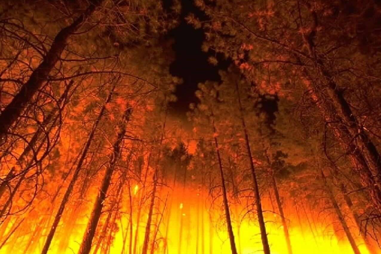 seeding after a fire