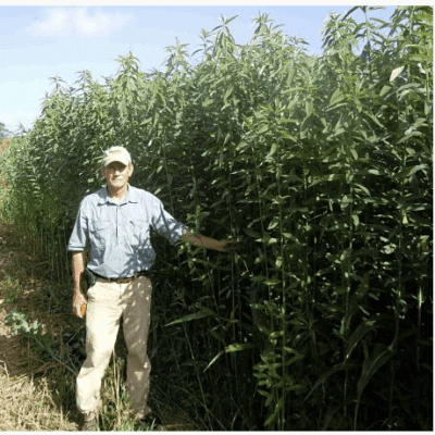a man standing next to tall green sunn hemp. Scientific name: Crotalaria juncea