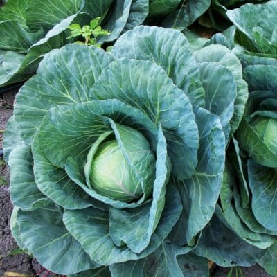 close up shot of green Forage Cabbage (Brassica carinata). Scientific name: Brassica carinata