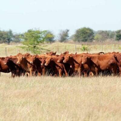 cows standing on Great Plains Pasture Mix pasture