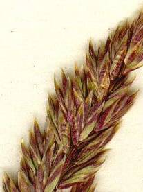 close up of reddish/greenish plant top of muttongrass. Scientific Name: Pos fendleriana