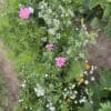 Garden border using Butterfly Wildflower Mix