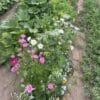 Garden border using Butterfly Wildflower Mix
