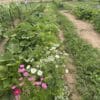 Garden border using Butterfly Wildflower Mix