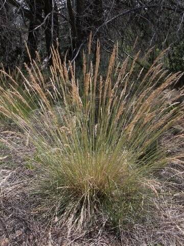 Muttongrass