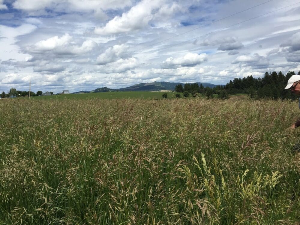 Cache Meadow Brome