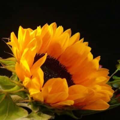 shot up of yellow/orange sunflower with green leaves.