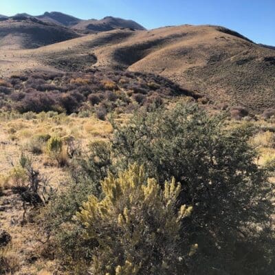 Western Foothills Saline & Sodic Soils Seed Mix