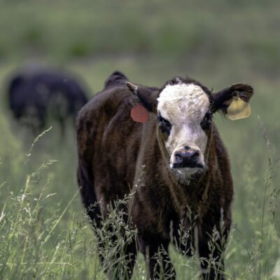 cow standing in tall fescue field, Tall Fescue, FSG 402TF Tall Fescue. Scientific Name: Festuca arundinacea