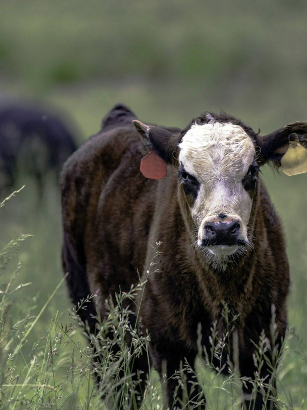 cow standing in tall fescue field, Tall Fescue, FSG 402TF Tall Fescue. Scientific Name: Festuca arundinacea