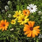African Daisy