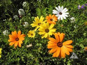 African Daisy