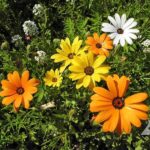 African Daisy