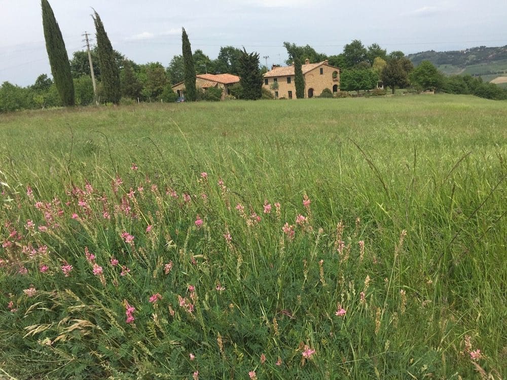 sainfoin for the intermountain west