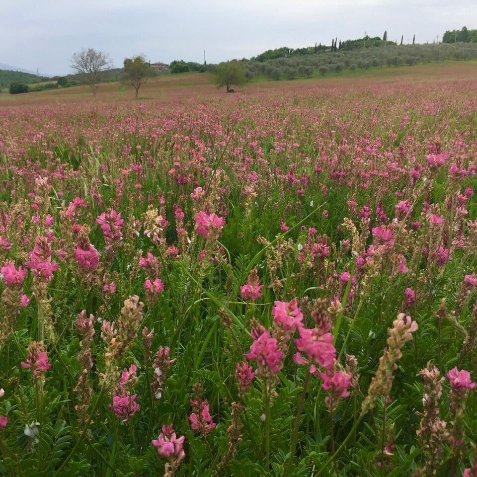 view of pink flower with tall green stem of Sainfoin as a Hay and Forage Crop, Shoshone Sainfoin, Eski Sainfoin, Scientific Name: Onobrychis viciifolia