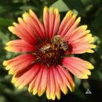 Indian Blanket