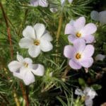 Mountain Phlox