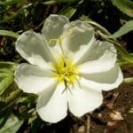 Pale Evening Primrose