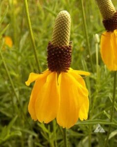 Prairie Coneflower