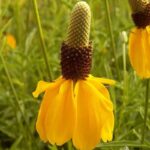 Prairie Coneflower
