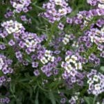 Sweet Alyssum